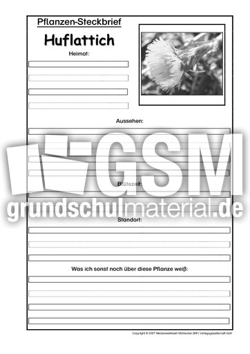 Pflanzensteckbrief-Huflattich-Sw.pdf